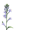 Wild violet lilies elegant card. Small floral garland.