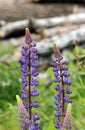 Wild violet lupines Lupinus are growing Royalty Free Stock Photo