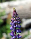 Wild violet lupines Lupinus are growing Royalty Free Stock Photo