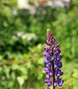 Wild violet lupines Lupinus are growing Royalty Free Stock Photo