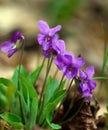 Wild violets blooming