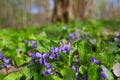 Wild violets blooming in forest. The first spring purple flower. Royalty Free Stock Photo