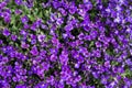 Wild violets Royalty Free Stock Photo