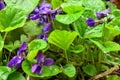 Wild violets close up view