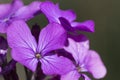 Wild violets flowers during spring full of details Royalty Free Stock Photo