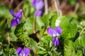 Wild violets growing in spring forest