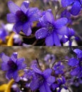 Wild violets in rain