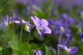 Wild violets. Spring blue wildflowers in the forest. Forest landscape with sunlight. Natural concept