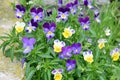 Wild Violets Tiny Flowers Home Garden Stock Photo