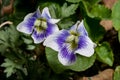 wild violets