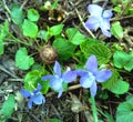 Wild Violets don`t care where they grow