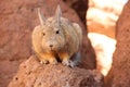 A wild Viscacha in Bolivia Royalty Free Stock Photo