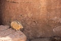 A wild Viscacha in Bolivia