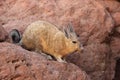 A wild Viscacha in Bolivia