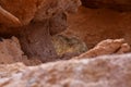 Wild viscacha on Rock in Atacama Desert Chile South America