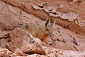 Wild viscacha on Rock in Atacama Desert Chile South America