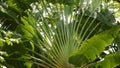 Wild, vivid vegetation of deep misty tropical wood. Jungle landscape. Interior of exotic asia woods. Mossy lianas dangling from