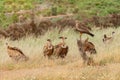 Wild vultures in the nature