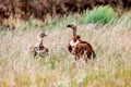 Wild vultures in the nature