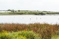 Waders in lake near green plants