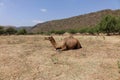 Wild walking Camel in mountains, Oman, Arabia