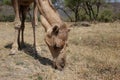 Wild walking Camel in mountains, Oman, Arabia