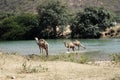 Wild walking Camel in mountains, Oman, Arabia Royalty Free Stock Photo