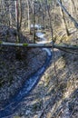 Wild walkway between trees in Karoliniskes Landscape Reserve