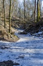 Wild walkway between trees in Karoliniskes Landscape Reserve Royalty Free Stock Photo