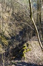 Wild walkway between trees in Karoliniskes Landscape Reserve Royalty Free Stock Photo