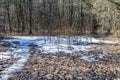 Wild walkway between trees in Karoliniskes Landscape Reserve Royalty Free Stock Photo