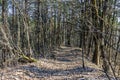 Wild walkway between trees in Karoliniskes Landscape Reserve Royalty Free Stock Photo