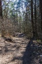 Wild walkway between trees in Karoliniskes Landscape Reserve