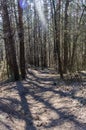 Wild walkway between trees in Karoliniskes Landscape Reserve