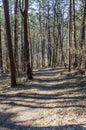 Wild walkway between trees in Karoliniskes Landscape Reserve Royalty Free Stock Photo