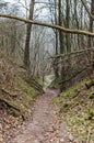 Wild walkway between trees in park