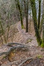 Wild walkway between trees in park