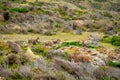 Wild wallabies on the coastline of King Island, Australia