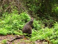Wild Wallaby in shrubland