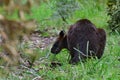 Wild wallaby eating grass in a park in Victoria