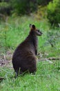 Wild wallaby eating grass in a park in Victoria