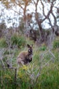 Wild wallaby in forest in Tasmania, Australia