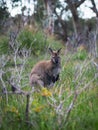 Wild wallaby in forest in Tasmania, Australia.