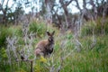 Wild wallaby in forest in Tasmania, Australia.