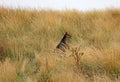 Wild Wallaby in grass
