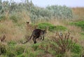 Wild wallaby jumping