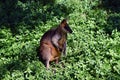 Wild wallaby kangaroo