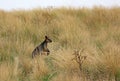 Wild Wallaby in profile