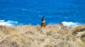 Wild wallaby by the sea in Australia