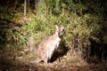 Wild Wallaby Standing In Bush, New South Wales, Australia